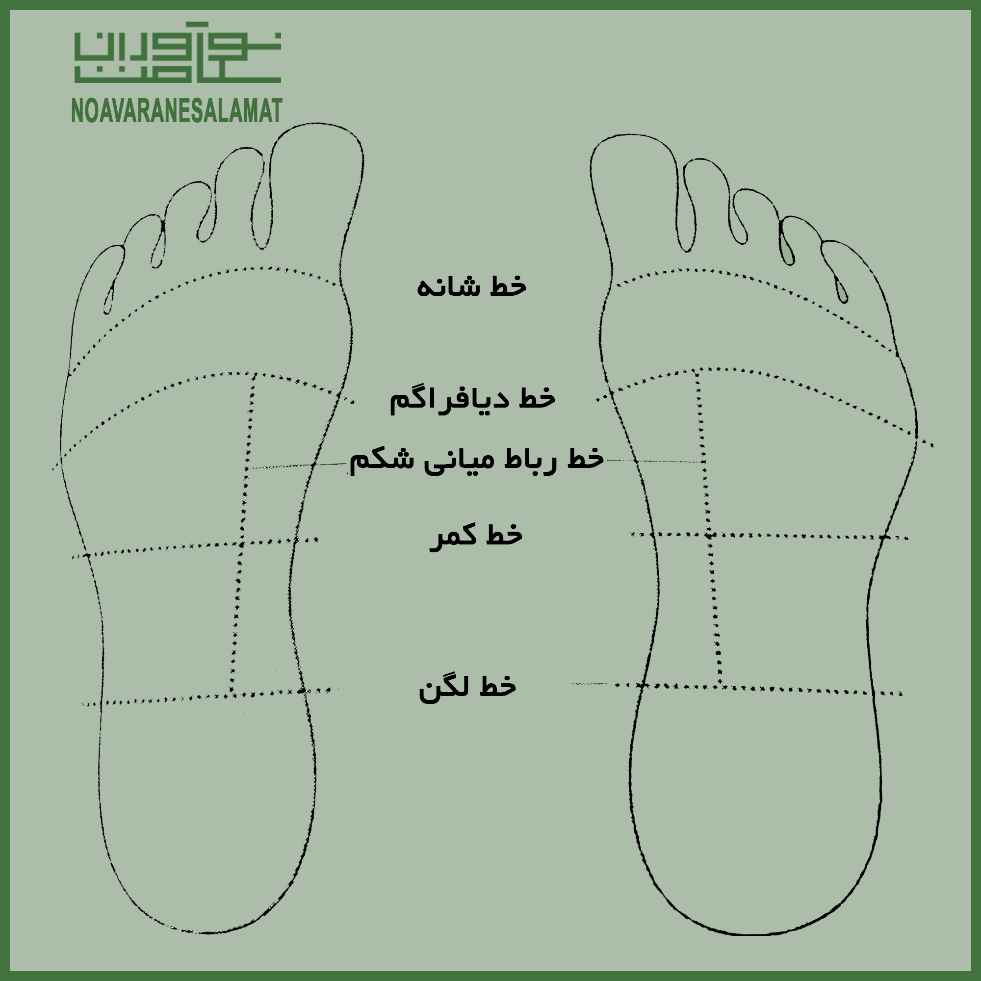 خطوط عرضی کف پا (رفلکسولوژی)